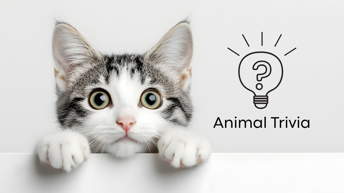 Dog wellness check at Bay Animal Hospital in Townsend, DE, vet near me