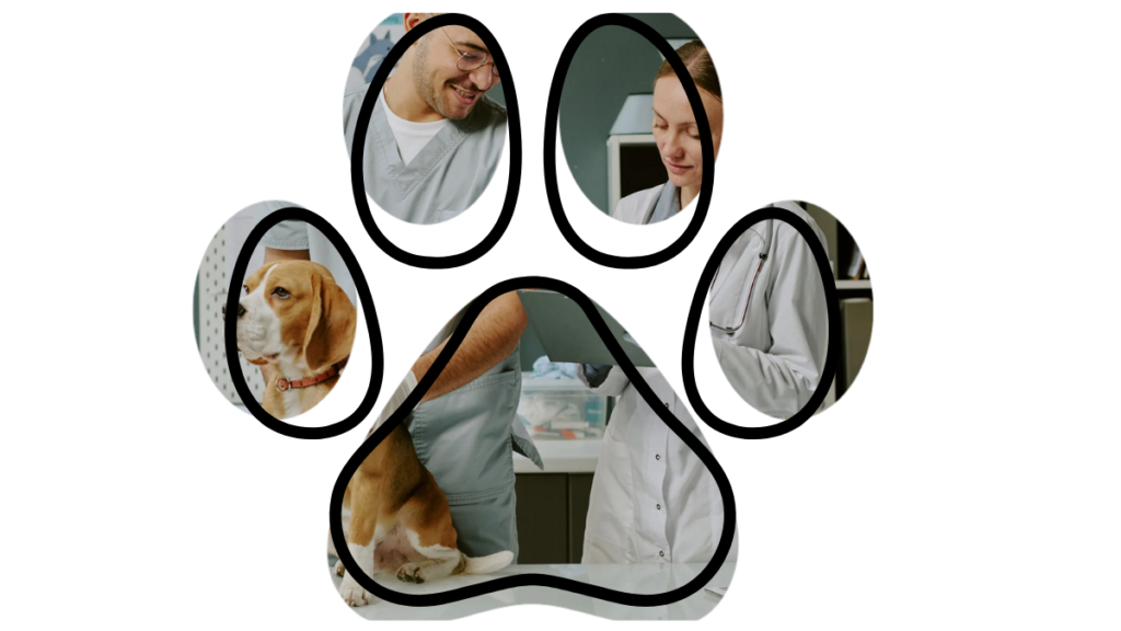 Cat preventive care at Bay Animal Hospital in Townsend, DE, vet near me