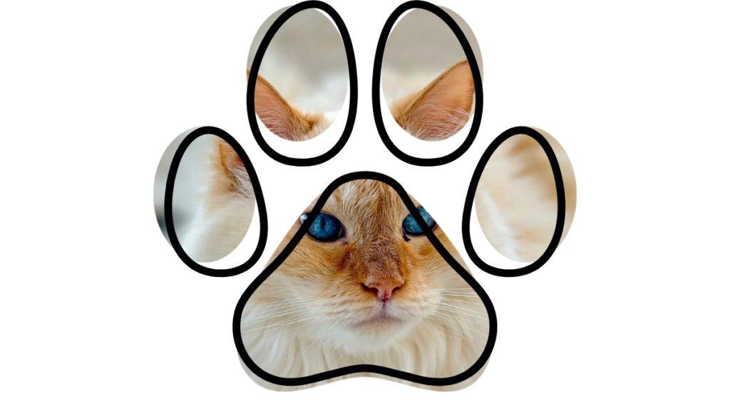 Wound care for pets at Bay Animal Hospital in Townsend, DE, vet near me